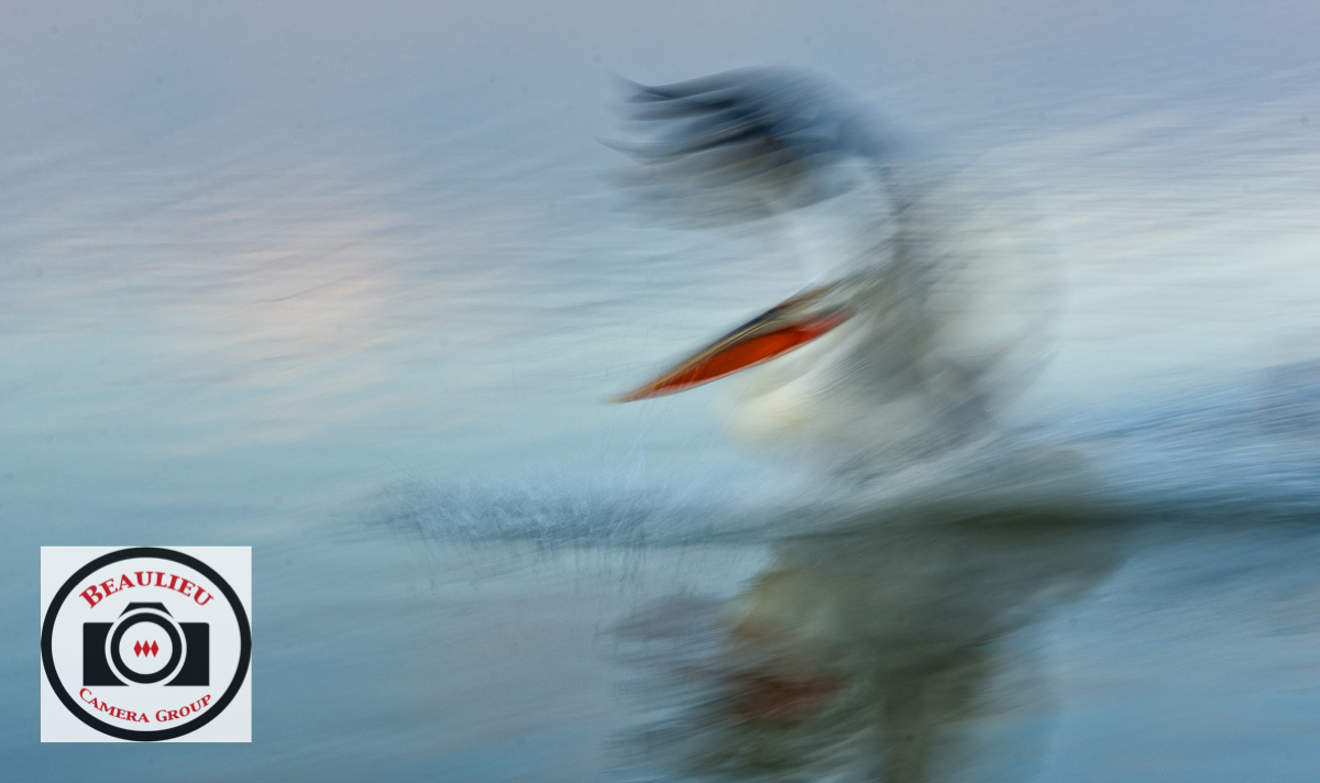 3rd_Hilary_Flaxman_Dalmatian_Pelican.jpg