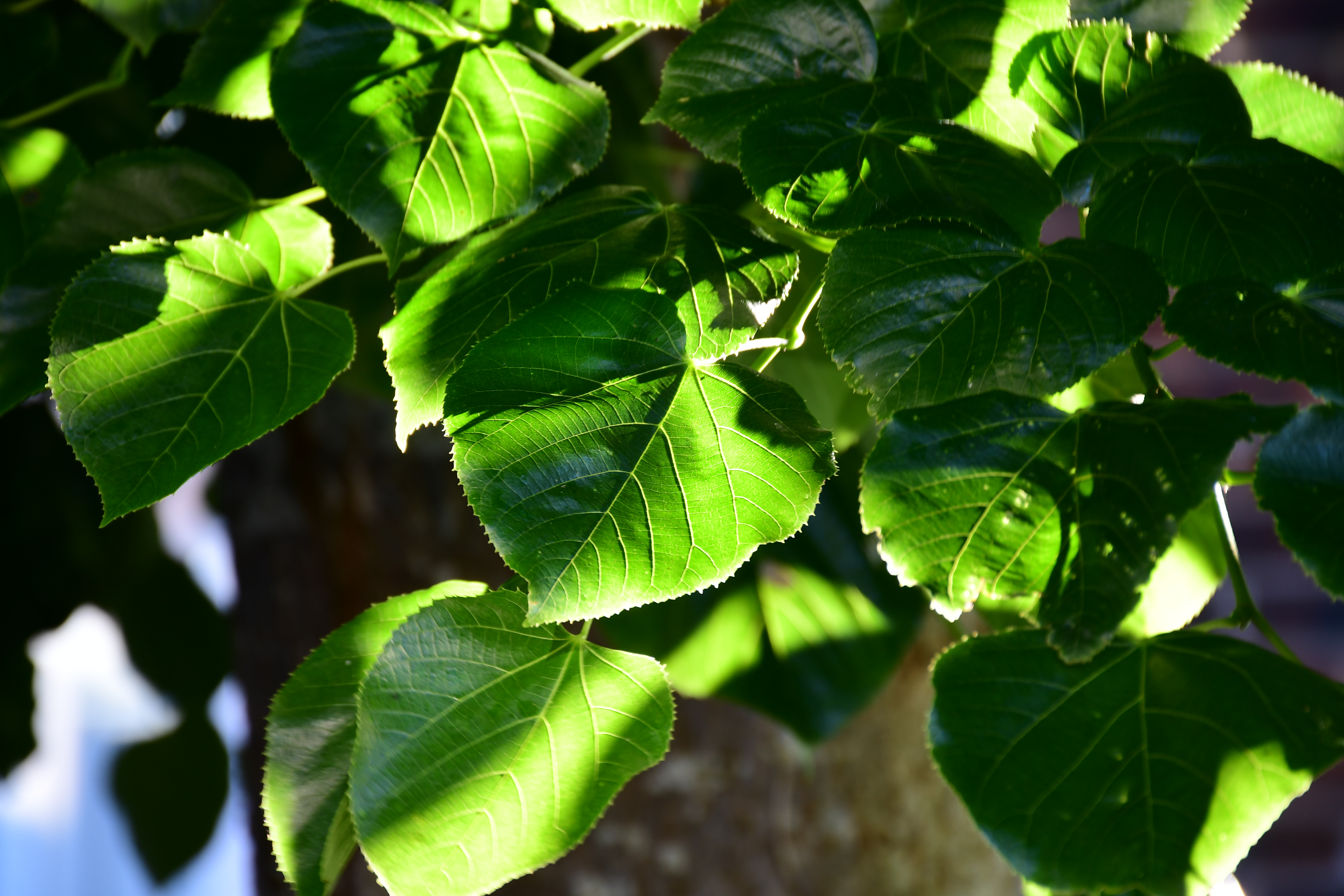 9_Leaves_Emma_Port.JPG