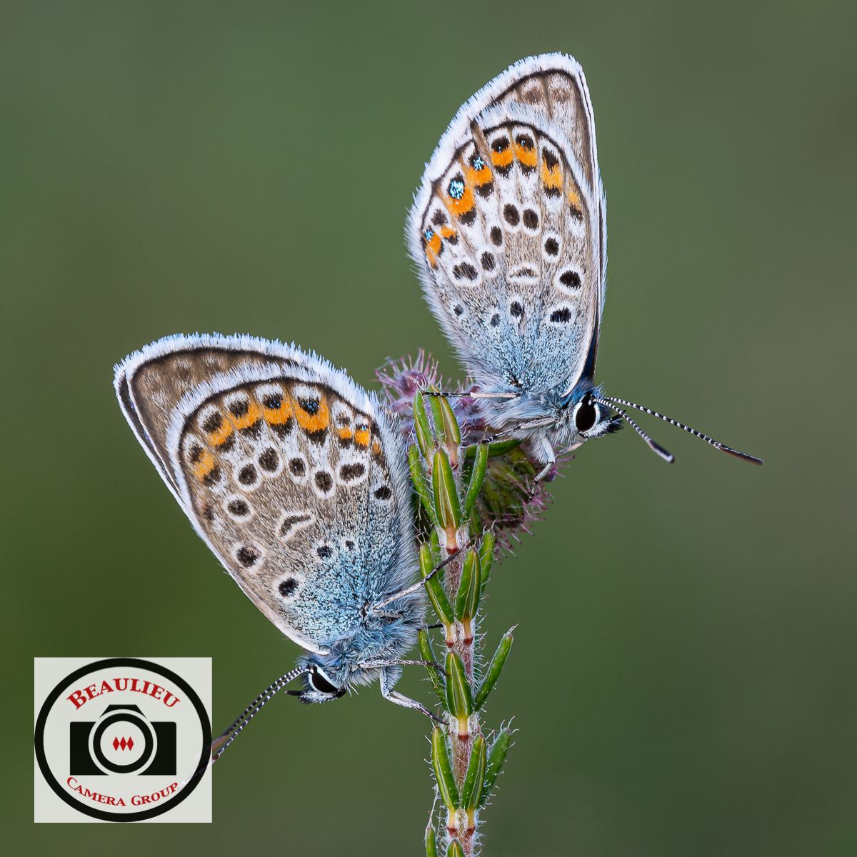 1st Place Ian Hutcinson Silver studded Blues