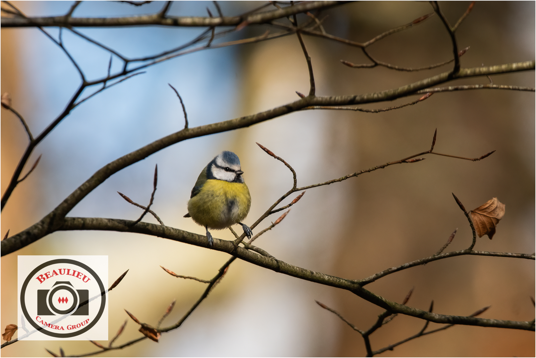 2nd Emma Port Blue Tit in Autumn Sunshine