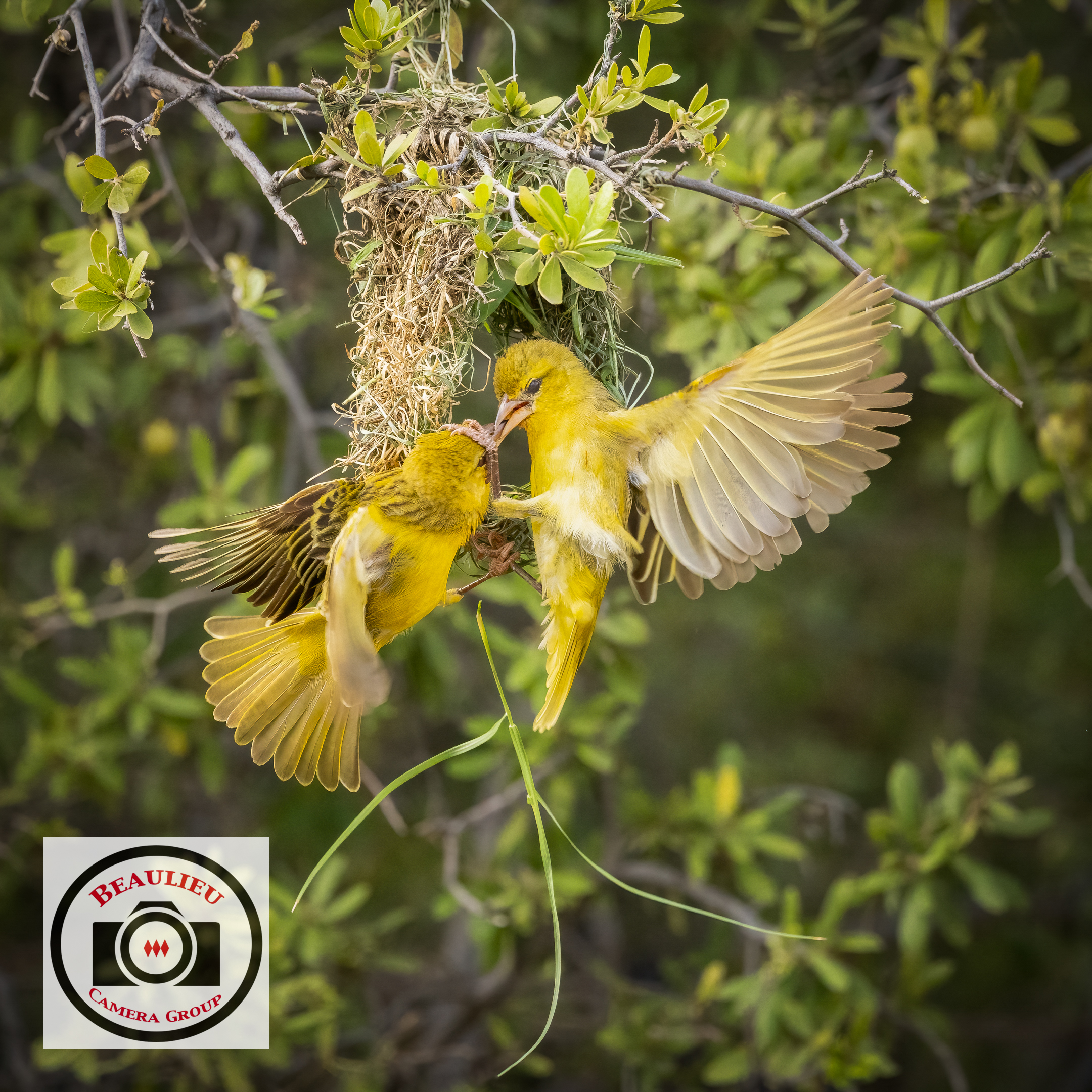 Bob Abbott Bickering Weaver Bird Females