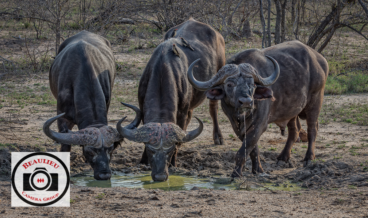 Hilary Flaxman African Buffalo Kruger NP