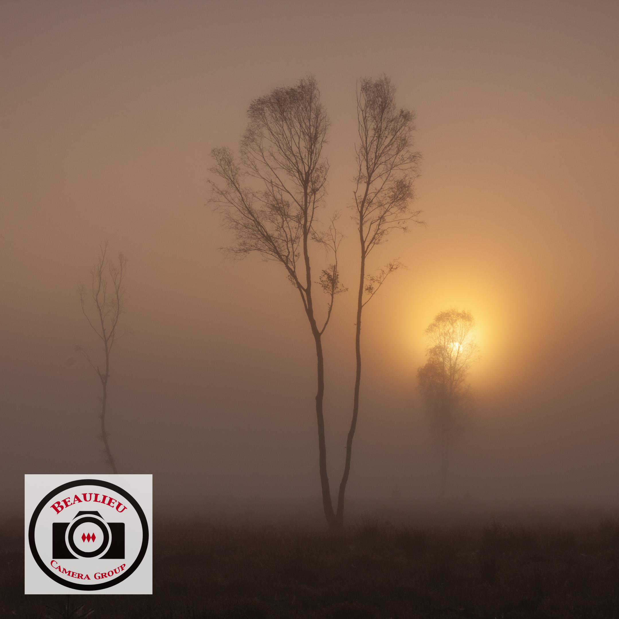 Ian Bateson Misty Morning in the Forest