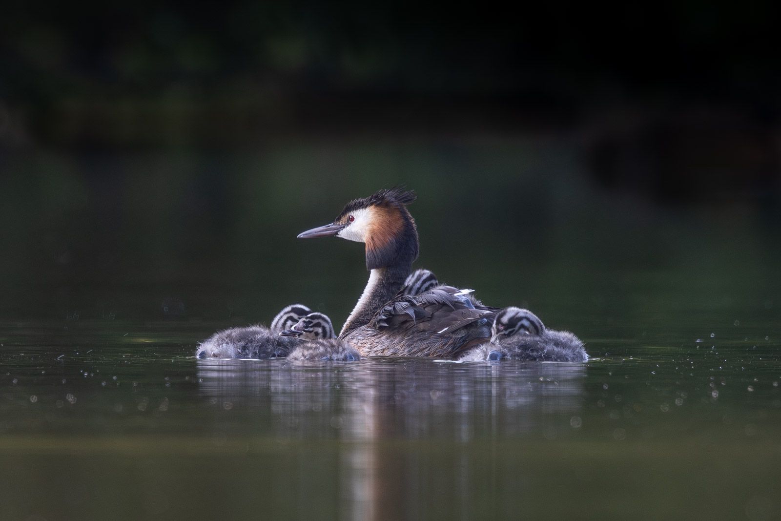 01 Great Crested Grebe family Bob Abbott