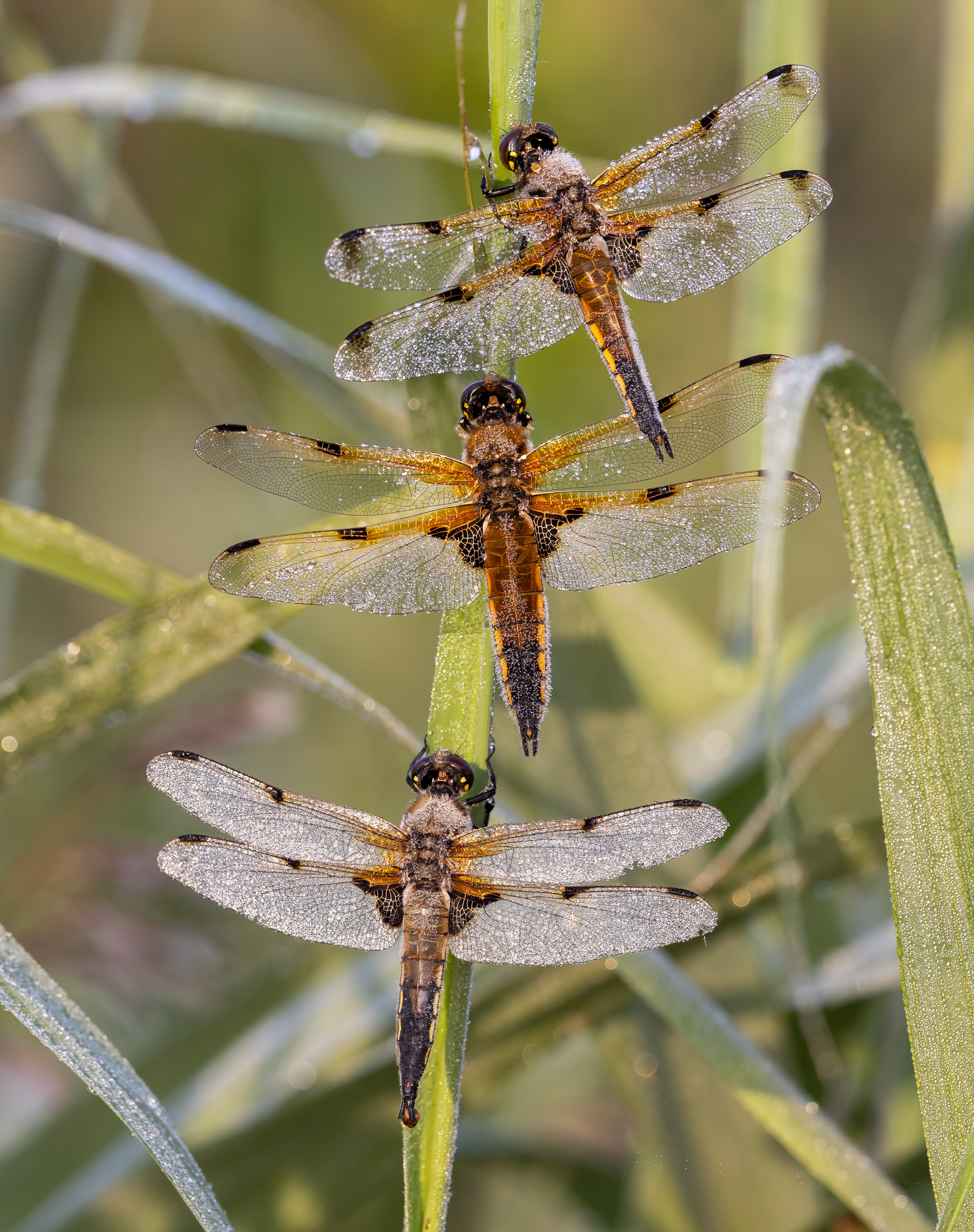 3rd Place Bob Abbott Covered in Dew