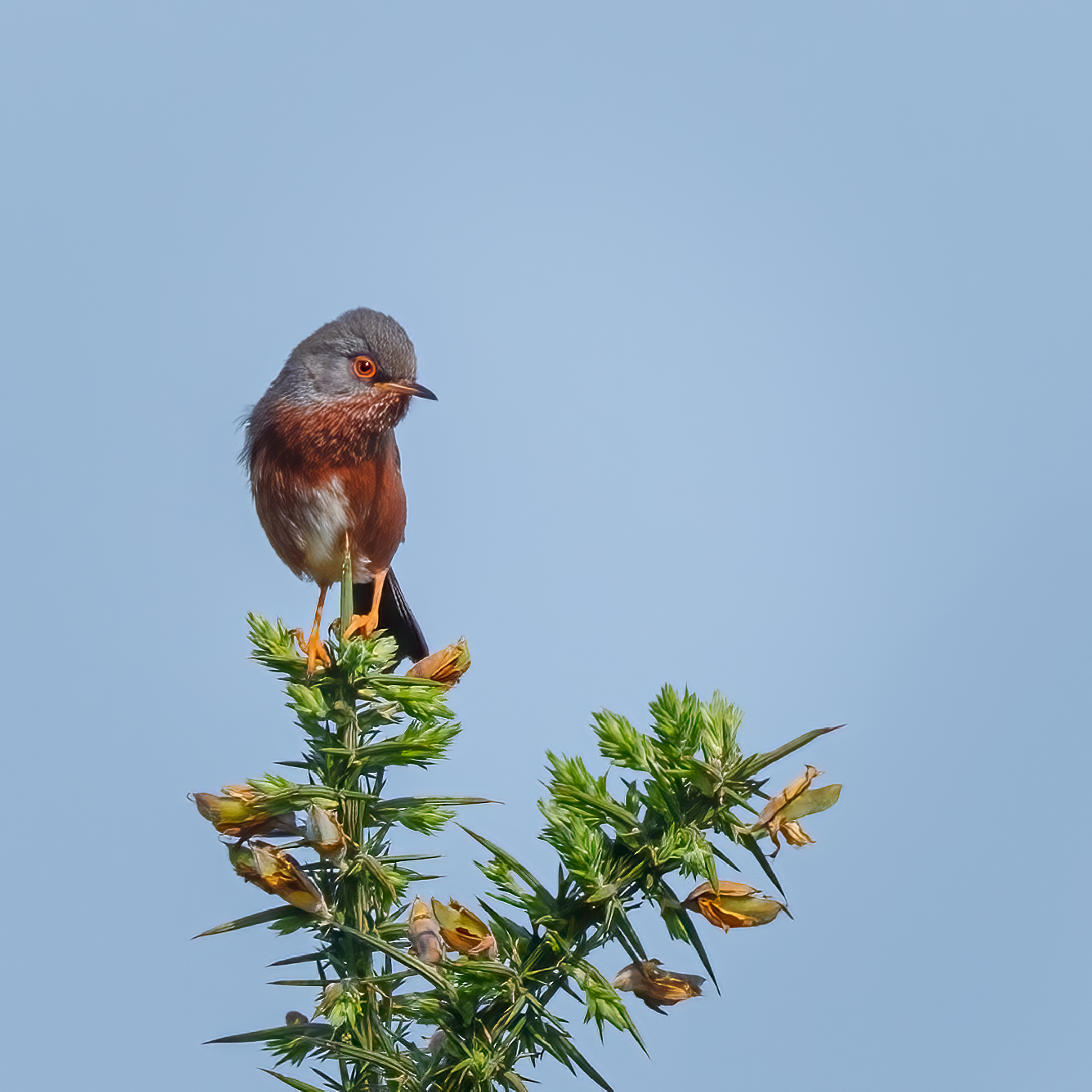 HC Maggie White Bright Eyed Dartford Warbler