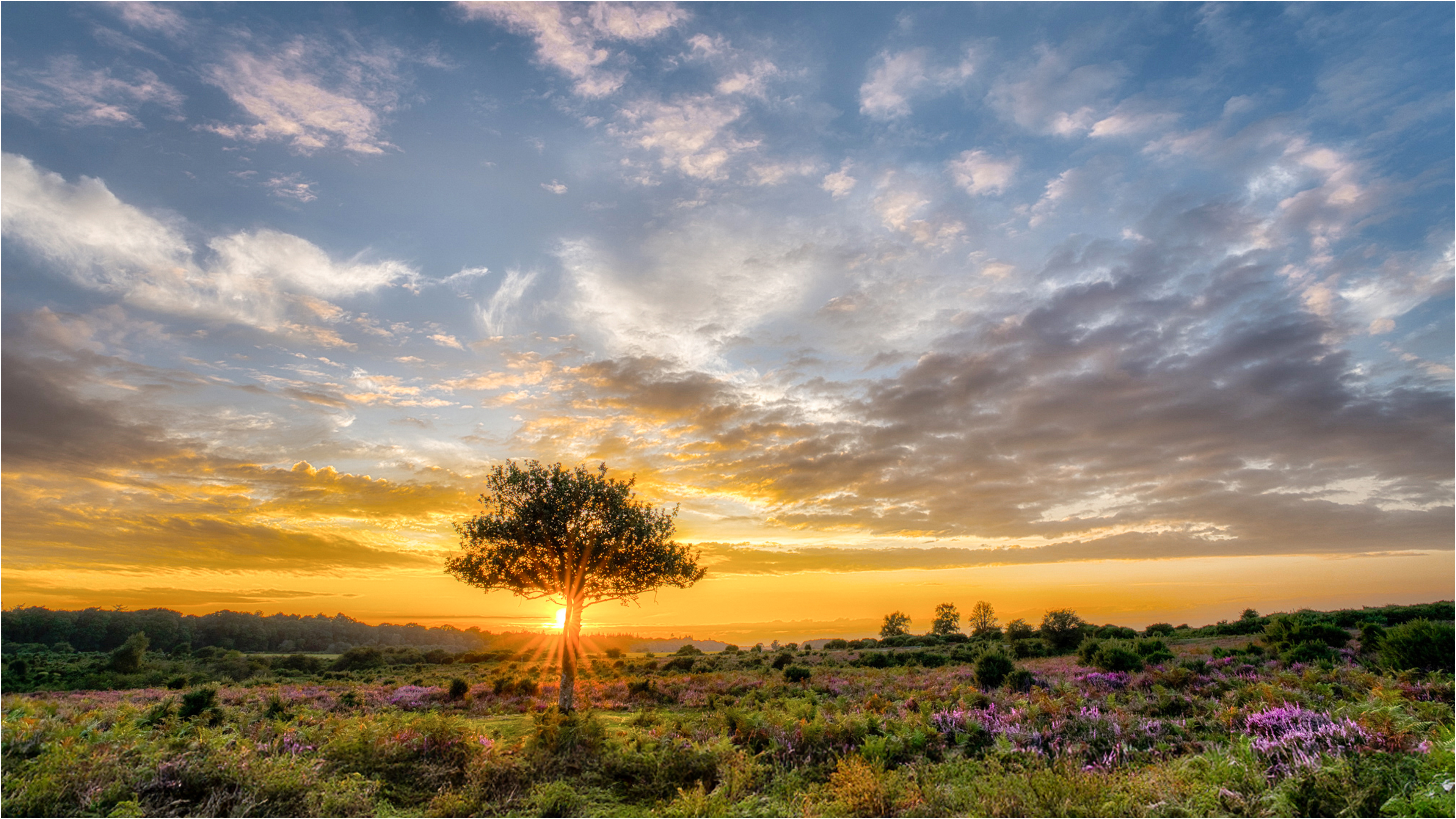 HC Maggie White Sunset at Longslade Bottom