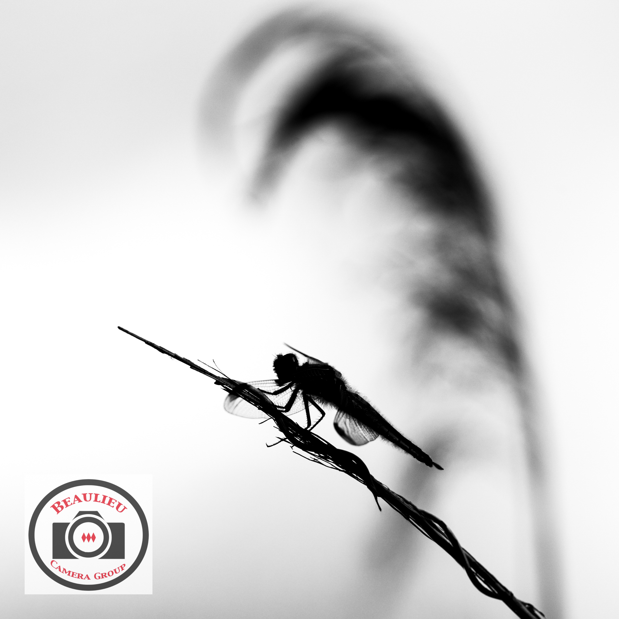 Bob_Abbott_Dragonfly_Silhouette.jpg