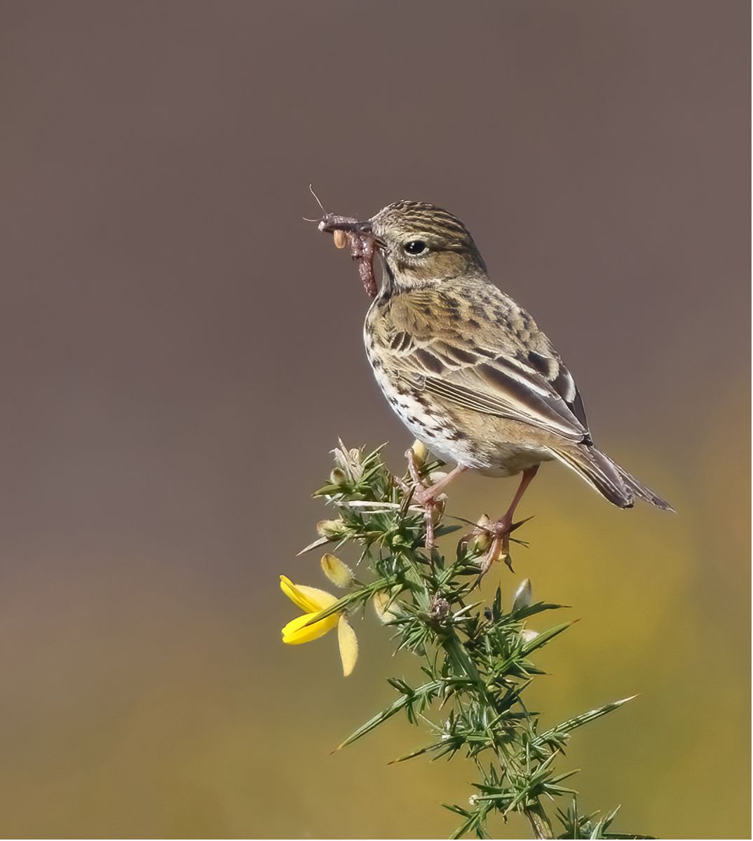 04 Meadow Pipit with Lunch Maggie White CPAGB