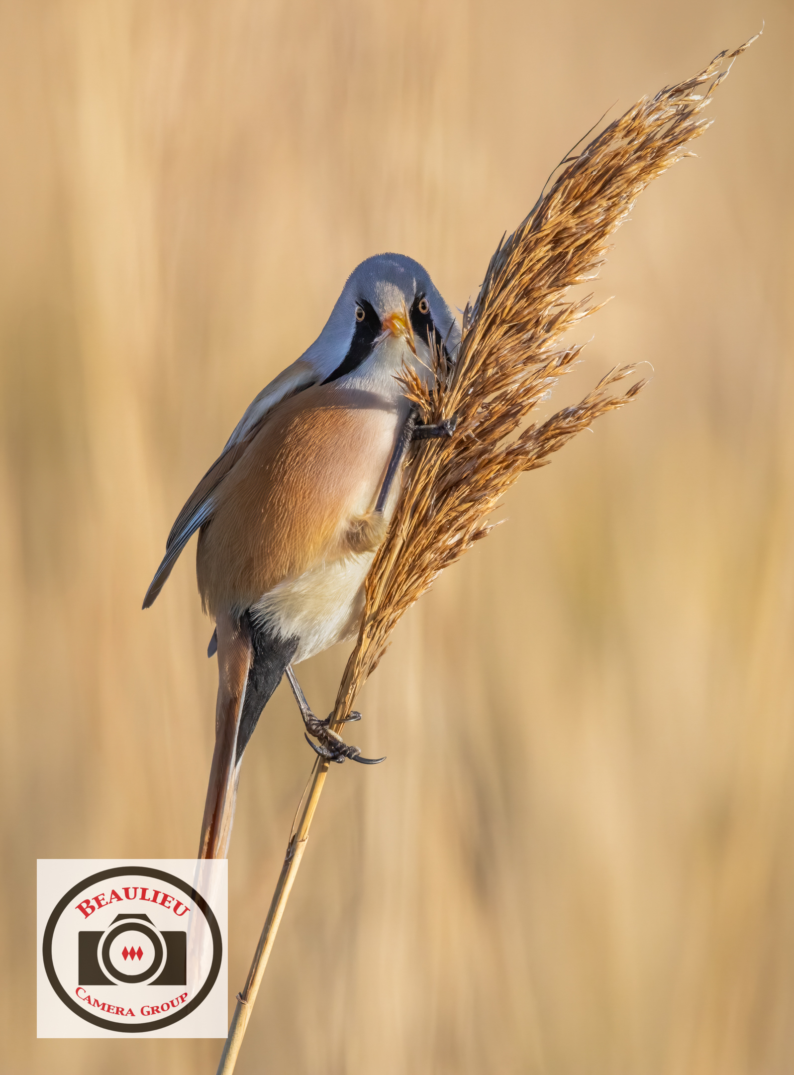 HC2_Bob_Abbott_Bearded_Reedling_Portrait.jpg