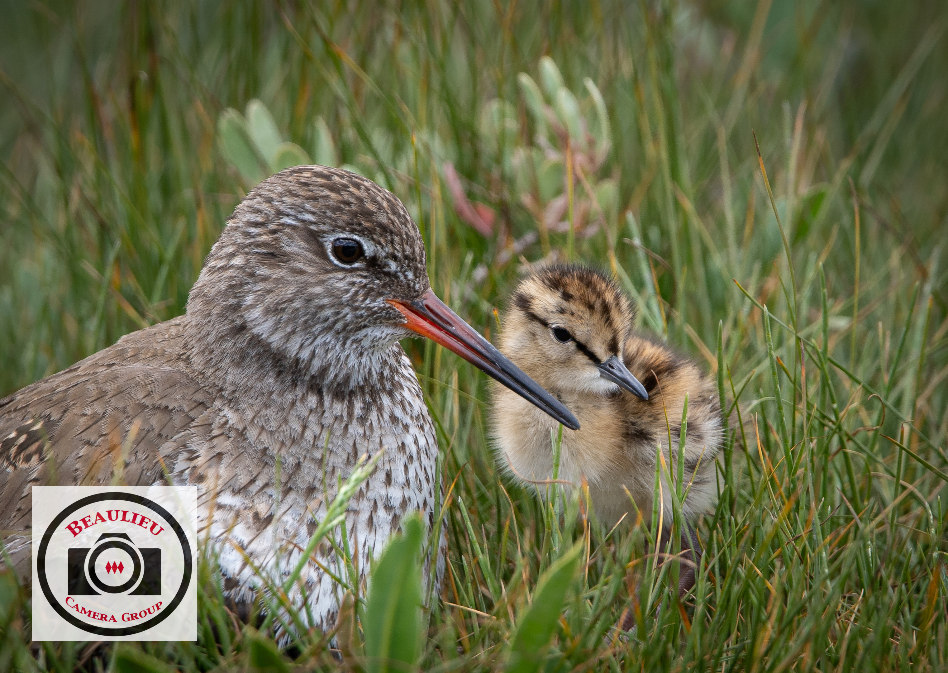 HC6_Ian_Hutchinson_Redshank_and_Chick.jpg