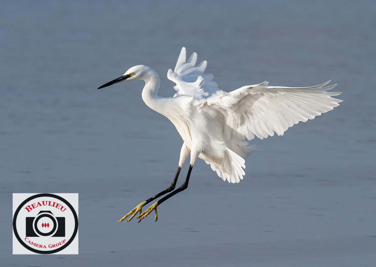 HC_Ian_Hutchinson_Little_Egret_Landing.jpg