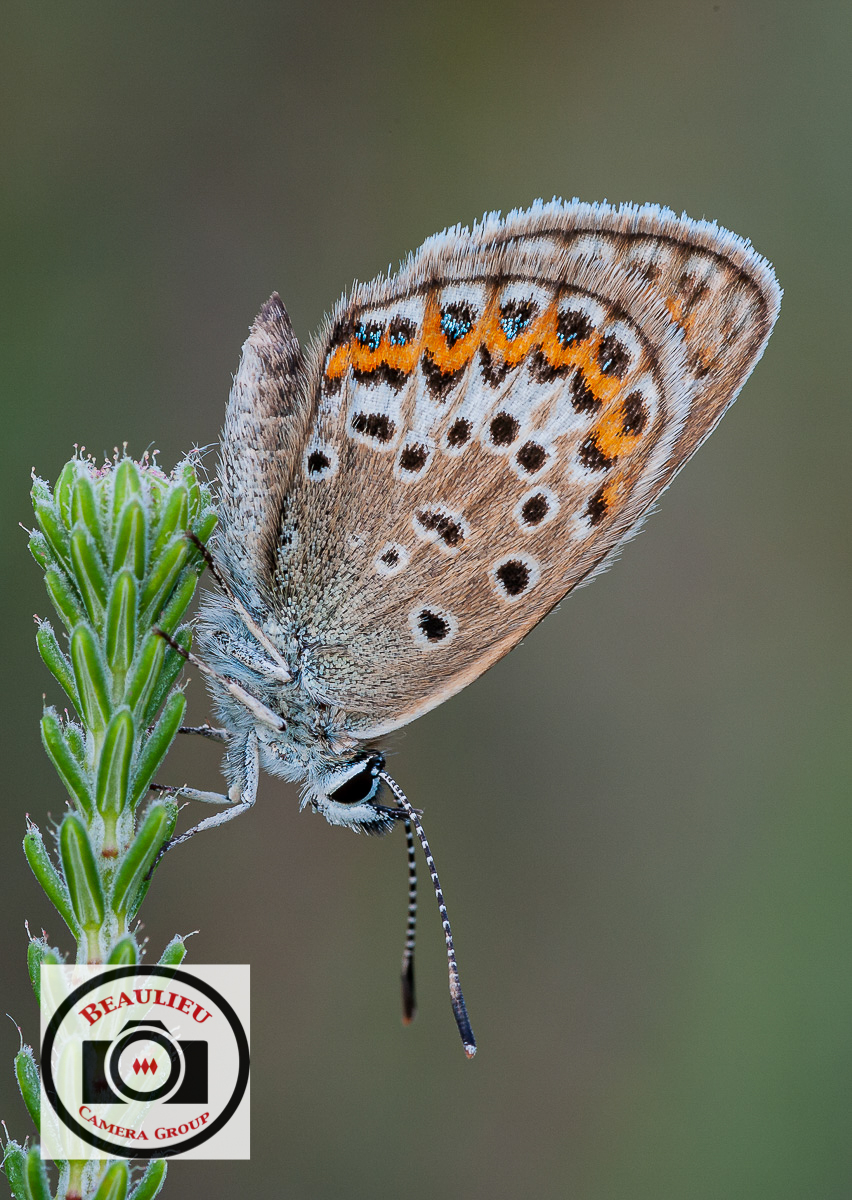 HC_Ian_Hutchinson_Silver-studded_Blue.jpg
