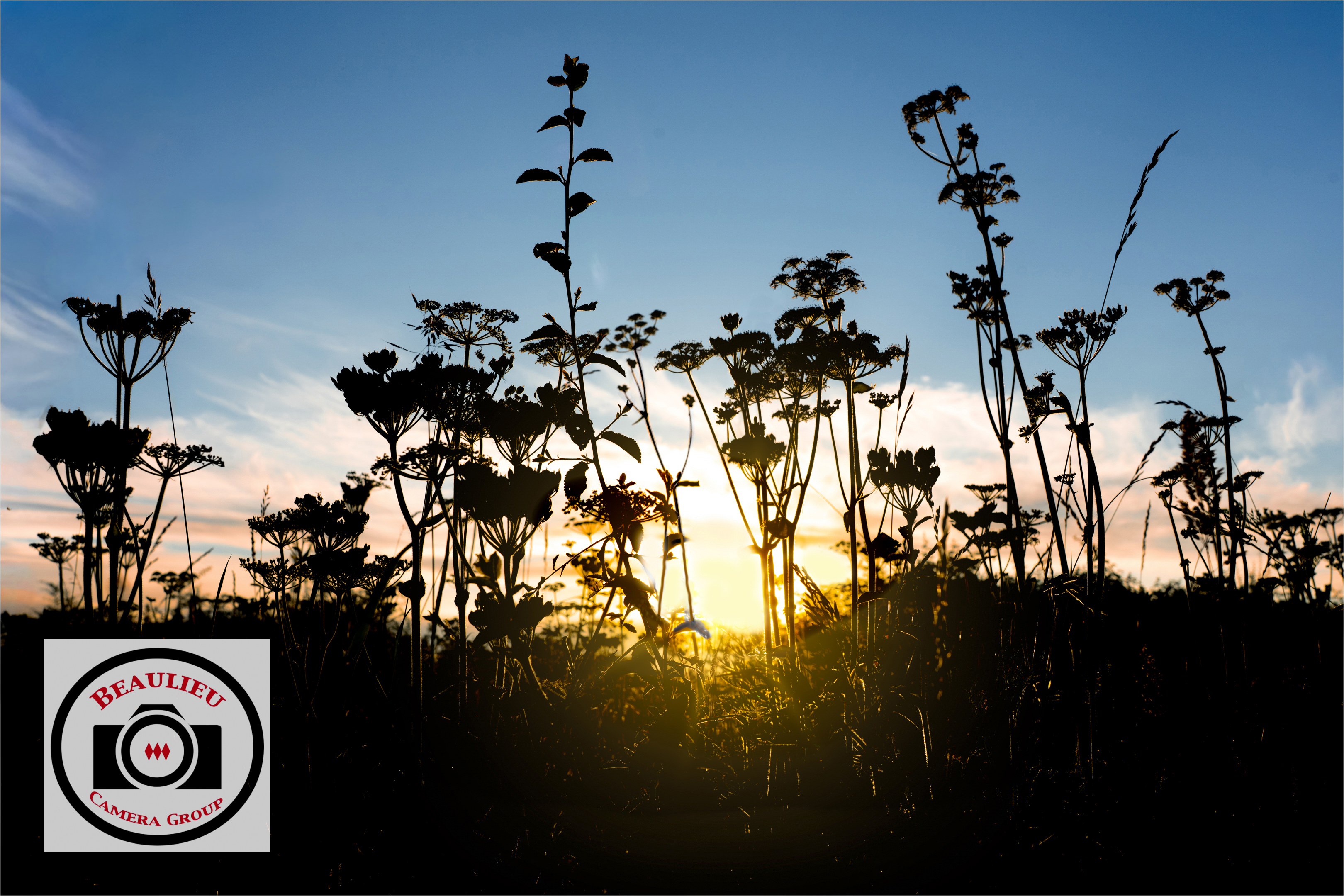 Maggie_White_Cow_Parsley_And_Sunset.jpg