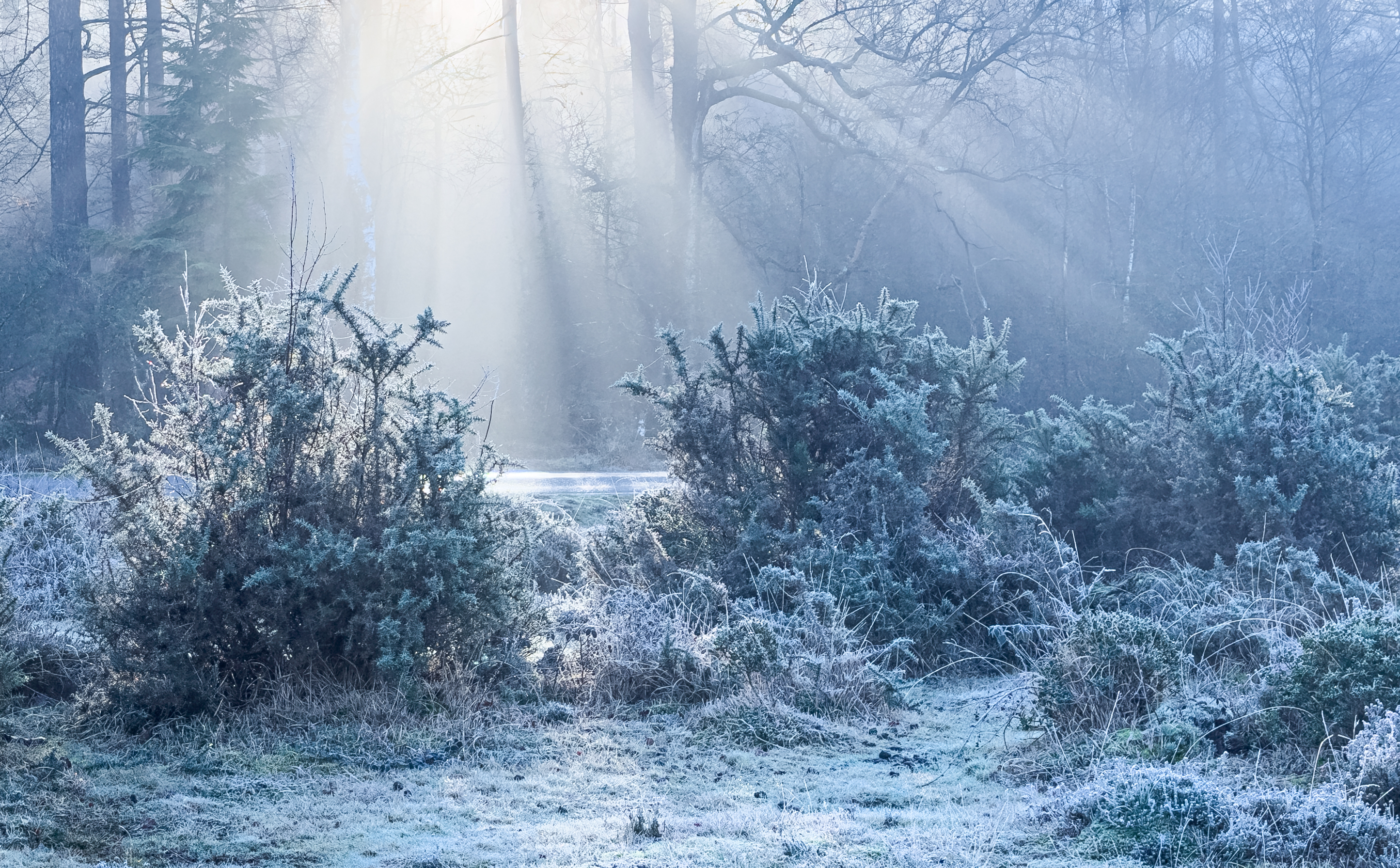 Sue_Dunham_Frosty_Sunrise_Northgate.jpg