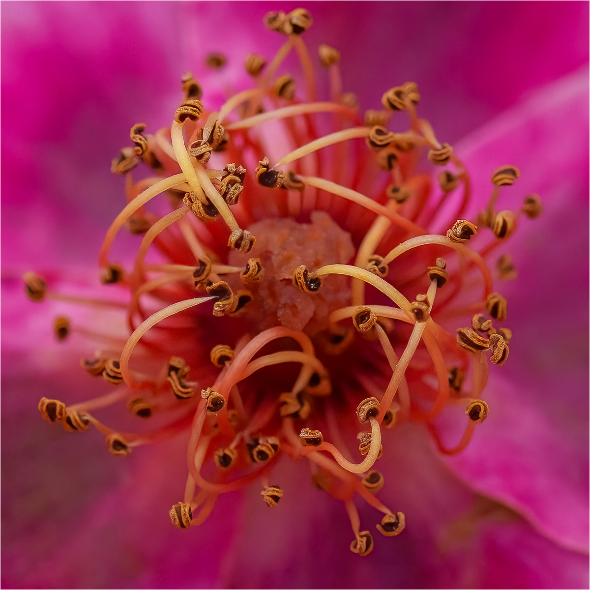 Twisted_Stamens.jpeg
