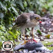 Bob-Abbott-Female-Sparrowhawk-with-Prey