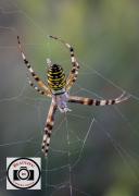 Ian-Hutchinson-Wasp-Spider