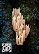 03-Upright-Coral-Fungi-2Ian-Hutchinson