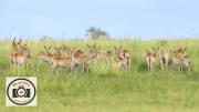 Bob-Abbott-Red-Lechwe-Herd
