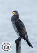 Ian-Hutchinson-Juvenile-Cormorant