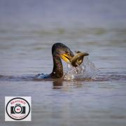 061Cormorant-with-EelIan-Hutchinson