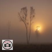 063Forest-DawnIan-Bateson