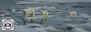 065Mother-and-Cubs-Arctic-OceanHilary-Flaxman-CPAGB