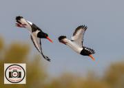 068OystercatchersIan-Hutchinson