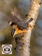 Ian-Bateson-Nuthatch