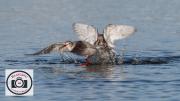 Ian-Hutchinson-Spotted-Redshank-Dispute