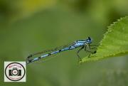 Sue-Dunham-Common-Blue-Damselfly-Lynbrook