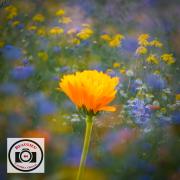 Ian-Bateson-Marigold