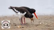 Ian-Hutchinson-Oystercatchers---a-Hard-Swallow