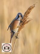 1-Bob-Abbott-Bearded-Reedling-Portrait