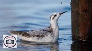 4-Ian-Hutchinson-Grey-Phalarope-Breakfast-Buffet