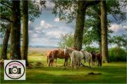 6-Maggie-White-CPAGB-Summer-Shade-in-the-Forest