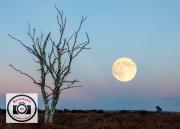 Edna-Phillips-Super-Moon-over-The-Forest