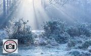 Sue-Dunham-Frosty-Sunrise-Northgate