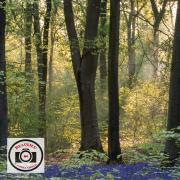 Ian-Bateson-Woodland-Sunlight-1