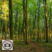 Ian-Bateson-Woodland-Sunlight-2