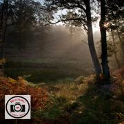 Ian-Bateson-Woodland-Sunlight-3