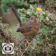 Ian-Hutchinson-01-Dartford-Warbler