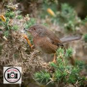 Ian-Hutchinson-Dartford-Warbler-3