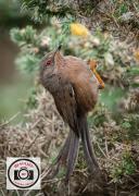 Ian-Hutchinson-Dartford-Warbler 2