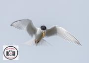 Ian-Hutchinson-Little-Tern-1