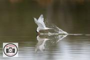 Bob-Abbott-Rapid-Reflection