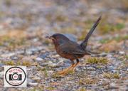 Ian-Hutchinson-Dartford-Warbler-with-Spider
