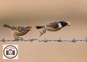 Ian-Hutchinson-Stonechats---Not-Yours-Junior
