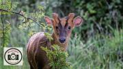 Maggie-White-Muntjac